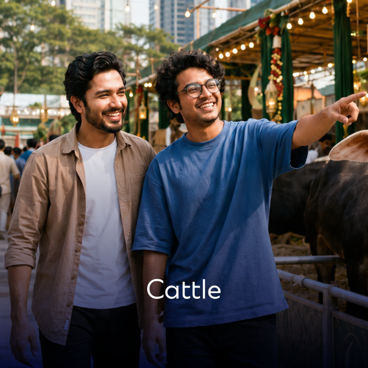 Cattle Offers